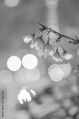 preview bw