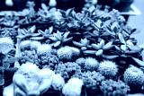 preview cold