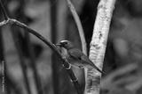 preview bw