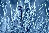 preview cold