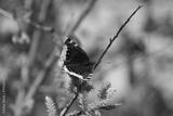 preview bw