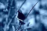preview cold