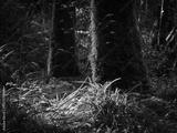 preview bw