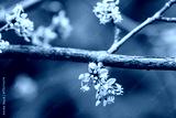 preview cold