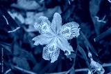 preview cold