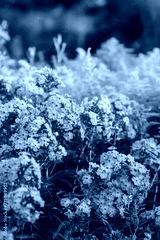 preview cold