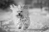 preview bw
