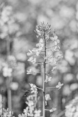 preview bw