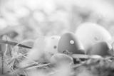 preview bw