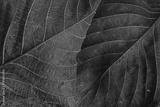 preview bw