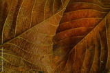 preview original