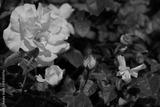 preview bw
