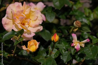 image to crop