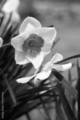 preview bw