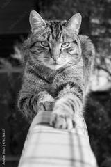 preview bw