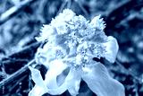 preview cold