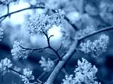 preview cold