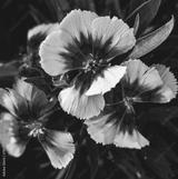 preview bw