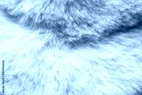 preview cold