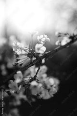 preview bw