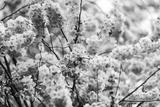 preview bw