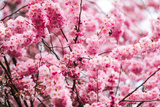preview original