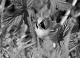 preview bw