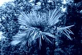 preview cold