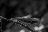 preview bw