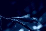 preview cold