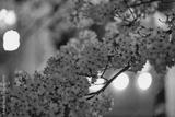 preview bw