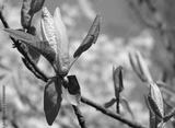 preview bw