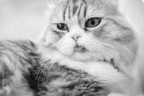 preview bw