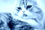 preview cold