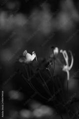 preview bw