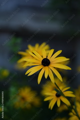 preview original