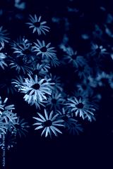 preview cold