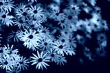 preview cold