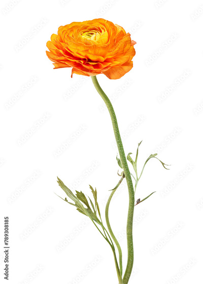 image to crop