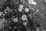 preview bw