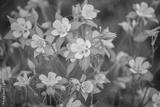 preview bw