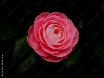 image to crop