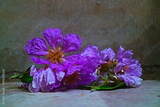 preview original