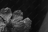 preview bw