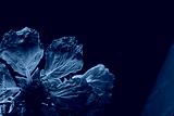 preview cold