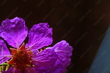 preview original