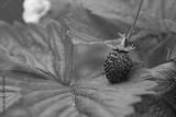 preview bw