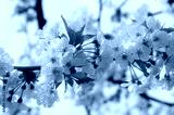 preview cold