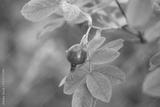 preview bw