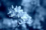 preview cold
